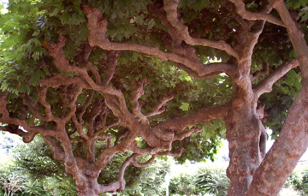 Weird Trees - like in Germany - Gnarly-2