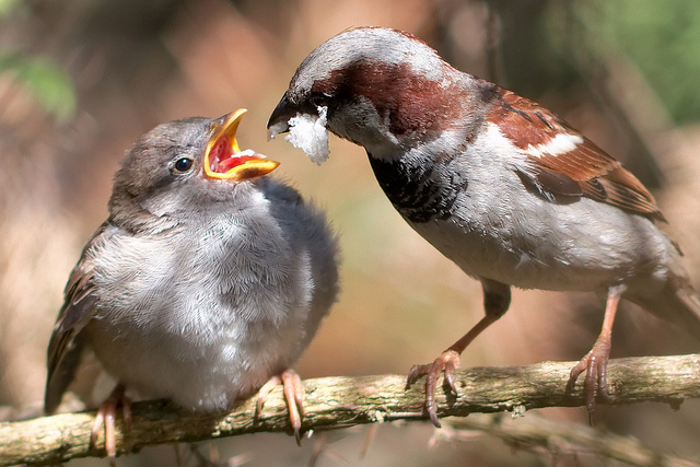 Sparrows feeding