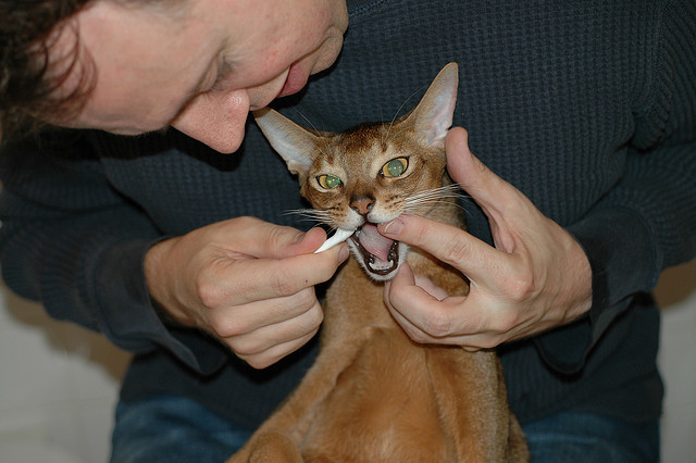 Truman Gets His Teeth Brushed - 3