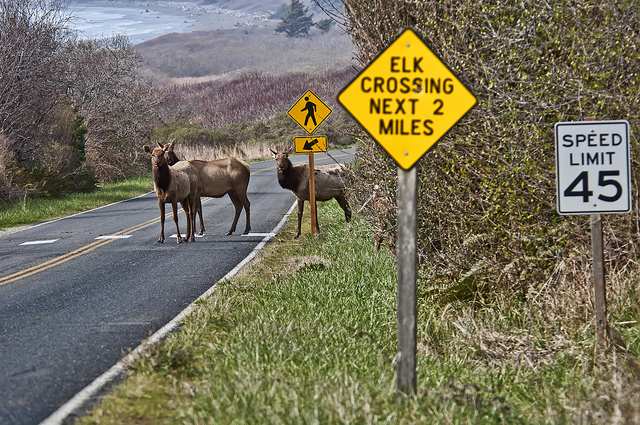 Obedient Elk