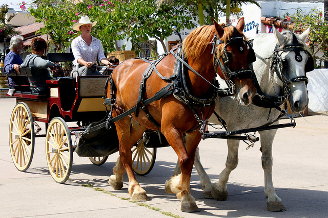 Horse Drawn Carriage