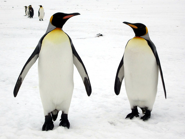 King Penguin Couple