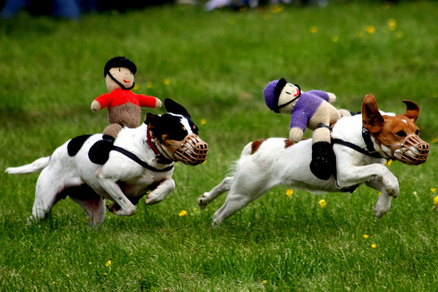 Racing Terriers