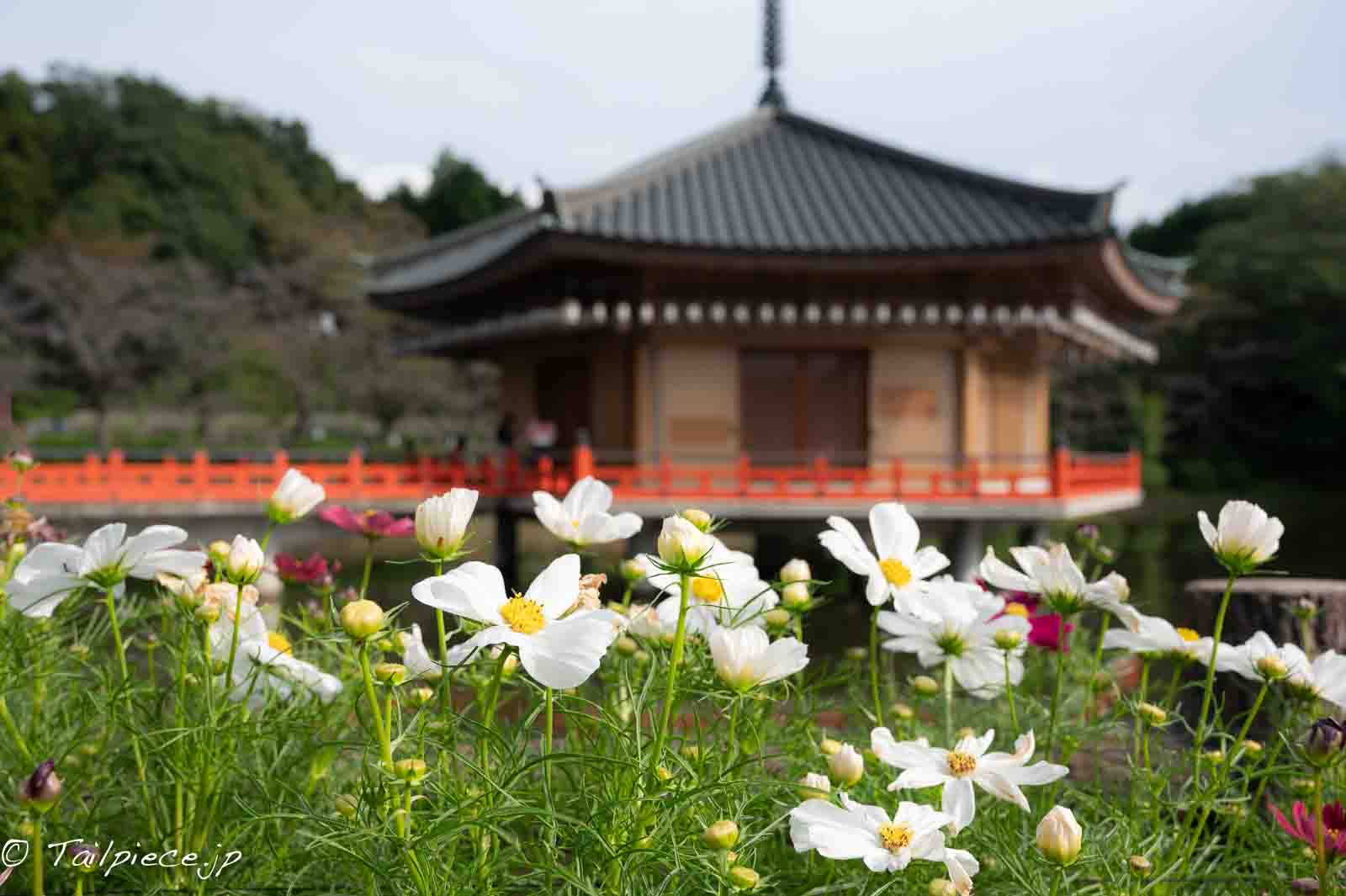 桜井市安倍文殊院のコスモス園を訪ねて プロマネの石積み場 桜井市安倍文殊院のコスモス園を訪ねて プロマネの石積み場