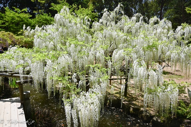 奈良市の藤の名所を巡る 萬葉植物園 春日大社 飛火野 プロマネの石積み場