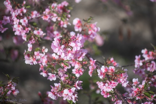 橿原市の河津桜が満開でした〜藤原京大橋付近の河津桜が一気に