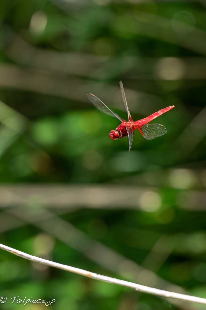 DSC_4151 NEF. DSC_4151 NEF.